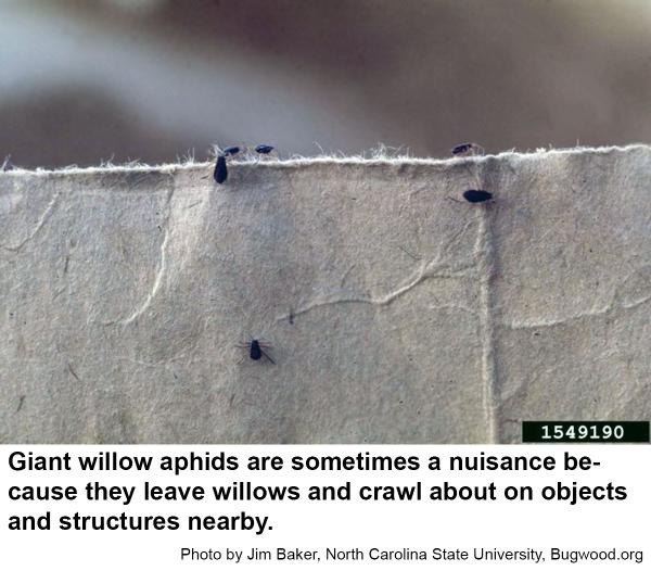 Giant willow aphids are sometimes a nuisance away from the tree.